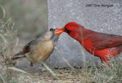 Northern Cardinals,male and female feeding
