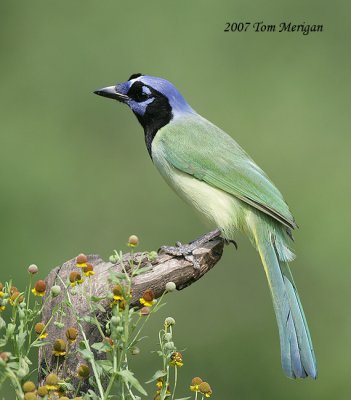 Green Jay