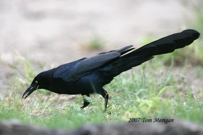 Great-tailed Grackle