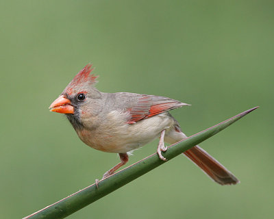 Northern Cardinal,female