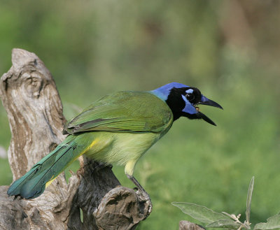 Green Jay scolds