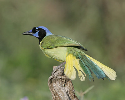 Green Jay spreads his tail to fly