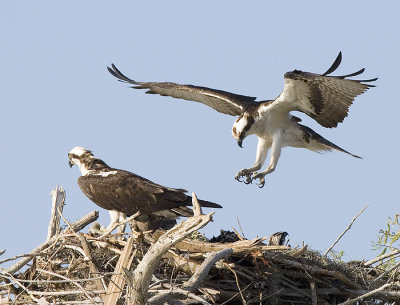 3.Dad Landing in nest