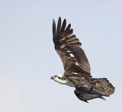 Osprey with Fish