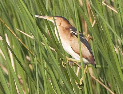 Least Bittern