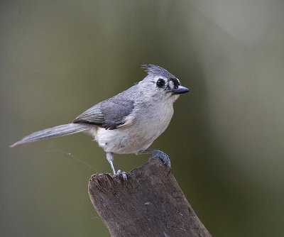 Tufted Titmouse