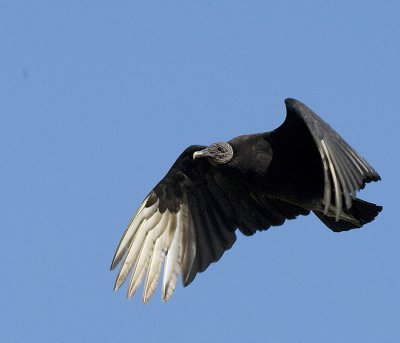 Black Vultures