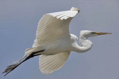 Snowy Egret in Flight