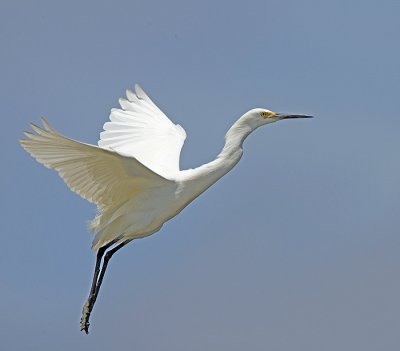 Snowy Egret about to land