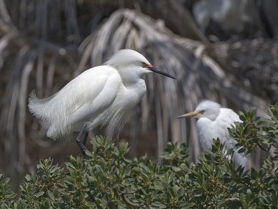 Snowy Egret and chick