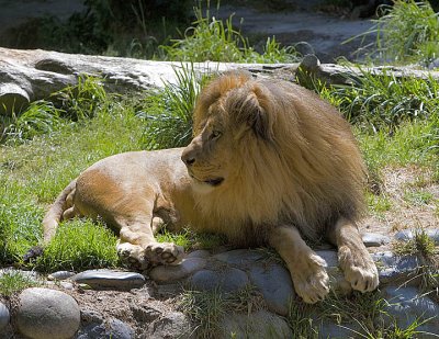 African Lion