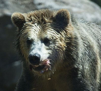 Grizzly Bear with fish