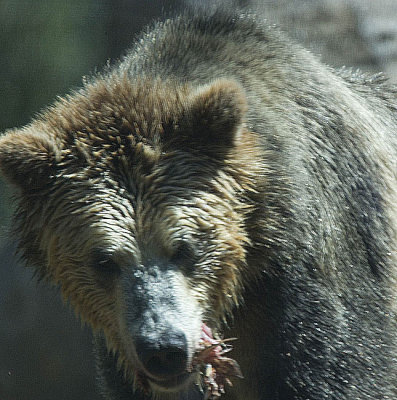 Grizzly continues eating