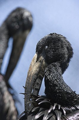African Open-billed Storks