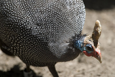 Helmeted Guineafowl