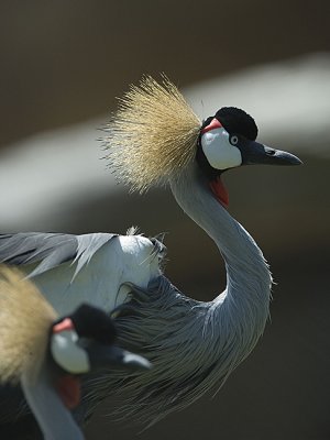 Black-crowned Crane