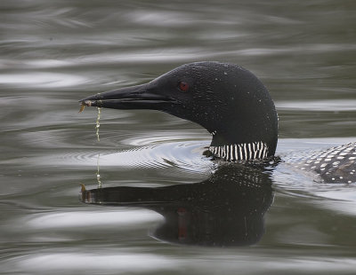 Common Loon with food