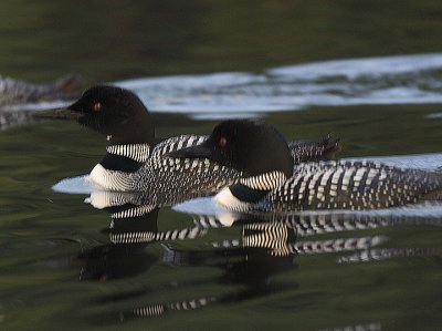 Common Loon pair