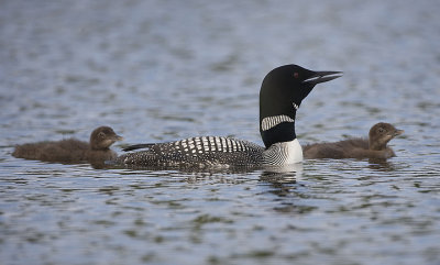 Common Loon Vocalizing
