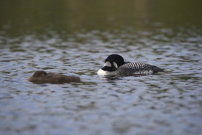 Common Loon and chick sleeping