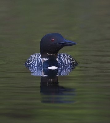 Common Loon