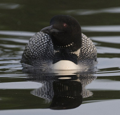 Common Loon
