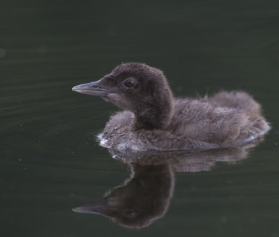 Common Loon chick