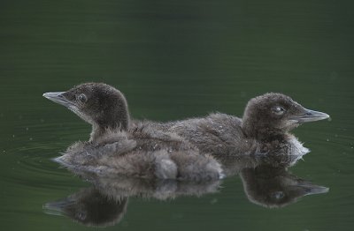 Common Loon Chicks