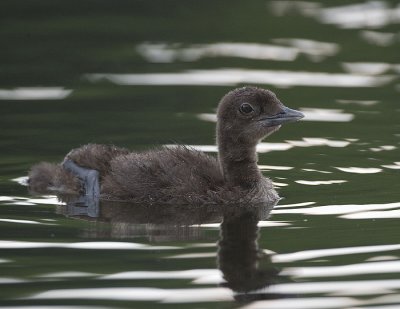 Common Loon chick stretchs his leg