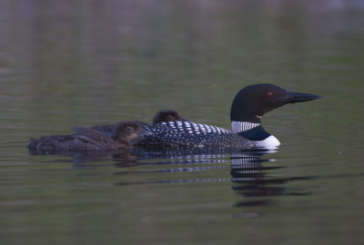 Common Loon nears parent