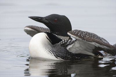 Common Loon begins Wing Stretch