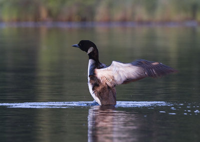 Common Loon in wing stretch