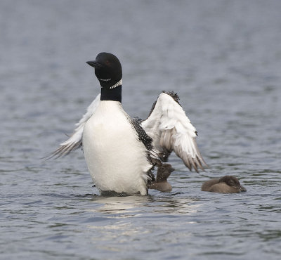 Common Loon in wing stretch