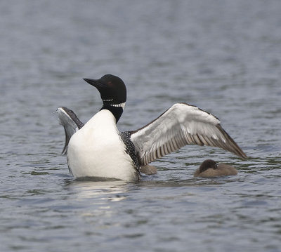 Common Loon in wing stretch