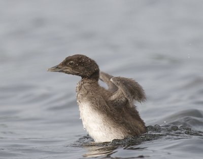 Loon Chick does wing stretch