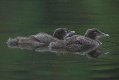 Common Loon chicks