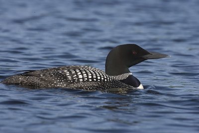Commmon Loon