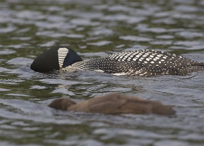 Chick copies parent sieving water