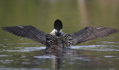 Common Loon Stretches wings