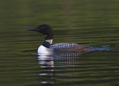 Common Loons at Lake Nettie,Michigan with Charles Glatzer,2007