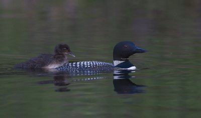 Chick riding on back of parent