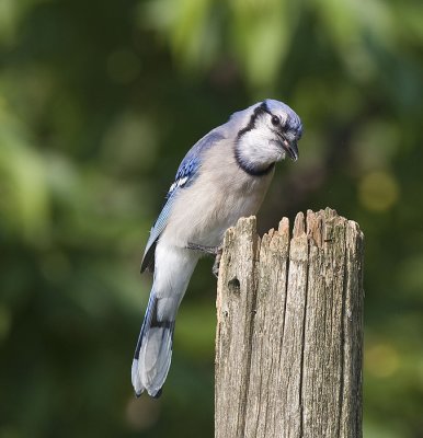 Blue Jays