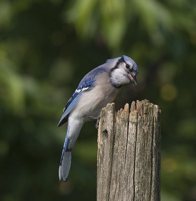 Blue Jay