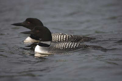 Common Loon pair