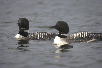 Common Loon pair