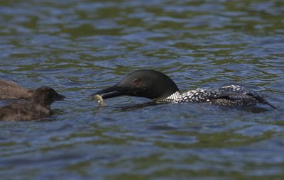Common Loon feeding chick