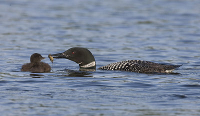Common Loon feeds Chick