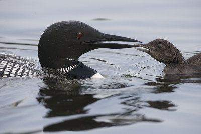 Common Loon finishes feeding