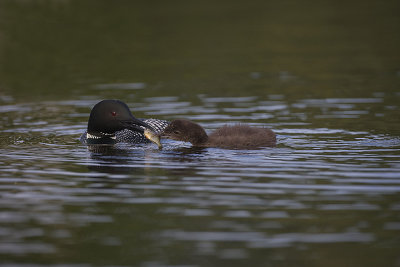 Common Loon presents large fish to chick