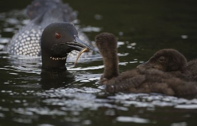 Common Loon feeding chicks